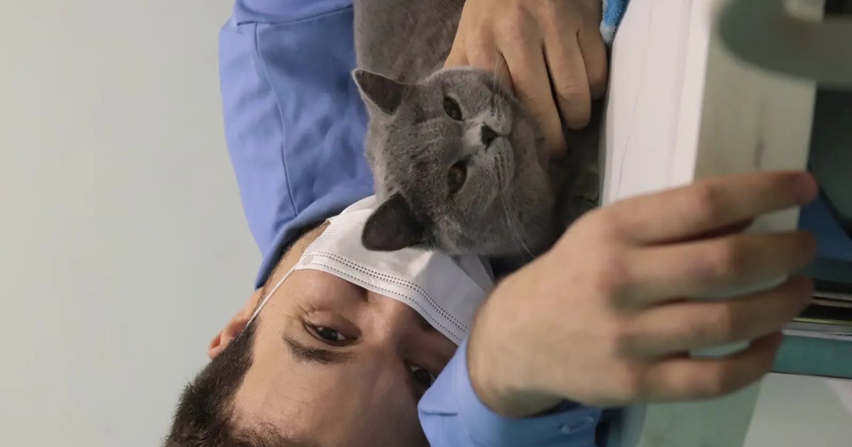 Gato cinza observado de perto pelo veterinário Victor Costa